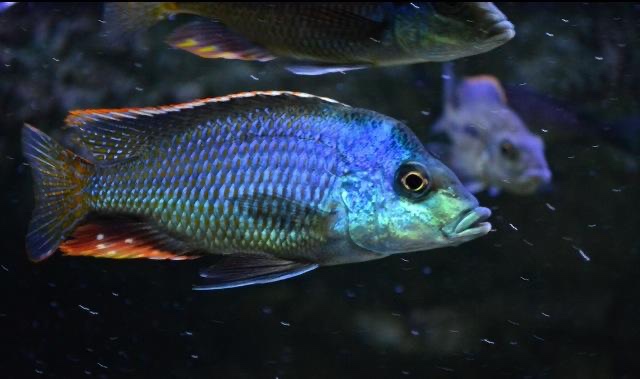 Protomelas similis 'Chiofu Bay'